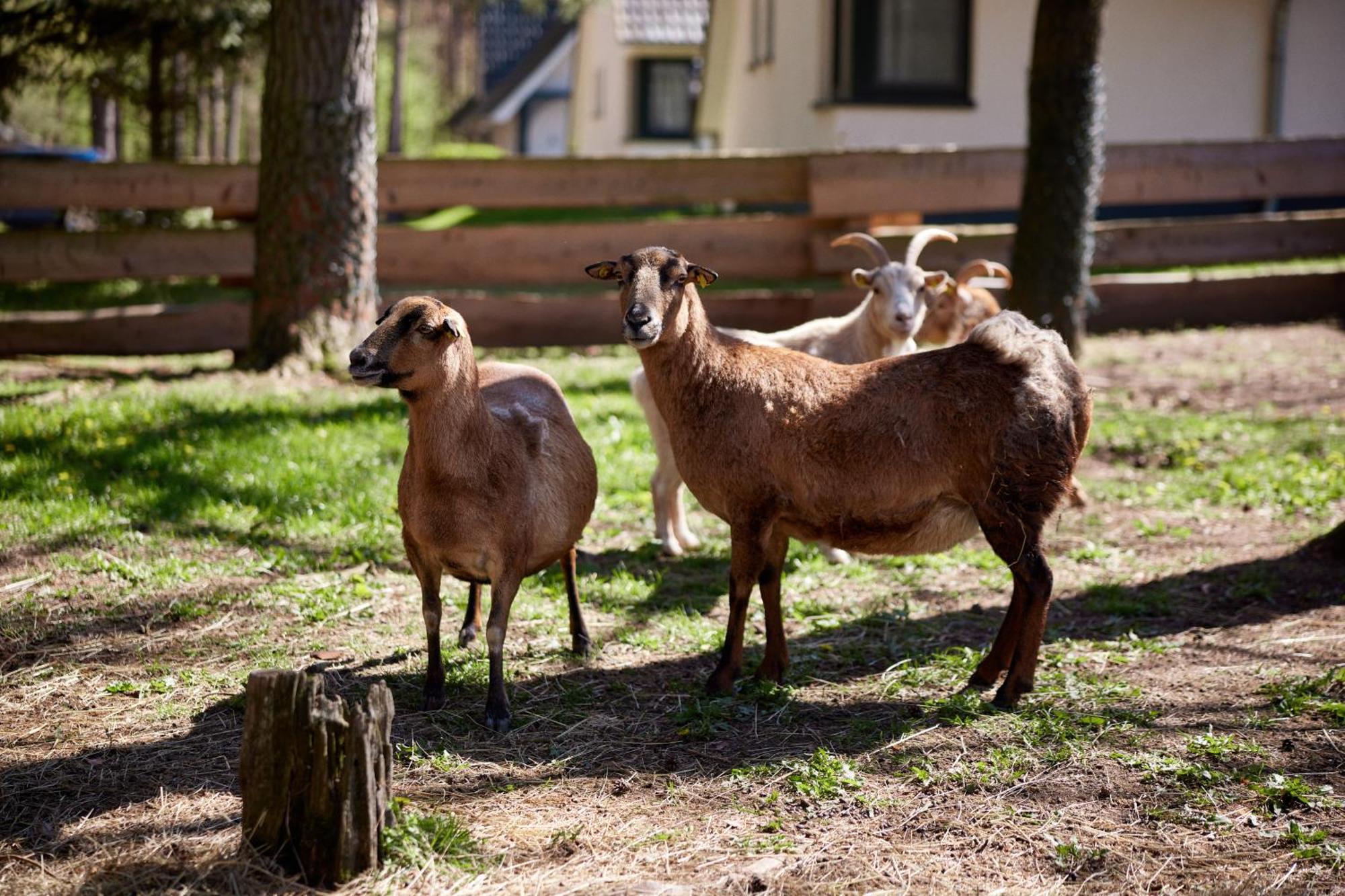 Van Der Valk Naturresort Drewitz Nossentiner Huette Exterior foto